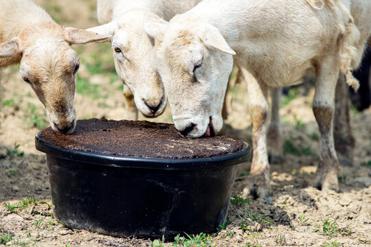 Three Katahdin sheep eating a protein supplement