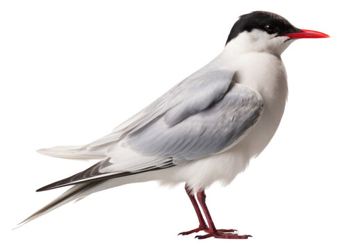 PNG Arctic tern animal white bird.