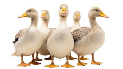 Flock of ducks. Aquatic birds. Graphic clip out.