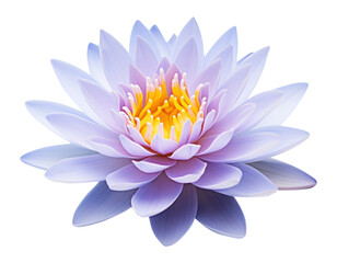 PNG Lily blossom flower plant.