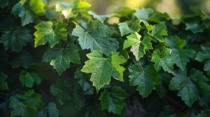 Lush grape leaves displaying vibrant green foliage in sunny vineyard