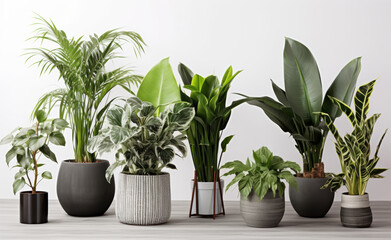 Different Plants in Pots on the Floor of a Bedroom

