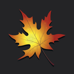 Realistic vector illustration of autumn leaf on dark background. Leaf for fall designs, postcards, icons, banners, backgrounds, packaging, wallpapers, paper. 