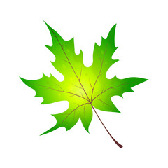 Realistic vector illustration of autumn leaf on transparent background. Wedge leaf for designs, postcards, icons, banners, backgrounds, packaging, wallpapers, paper. 