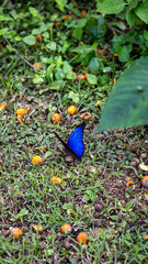 peacock butterfly on the leaf