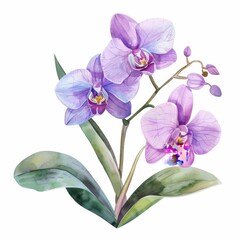 a chibi orchid, watercolor illustration, elegant and cute, isolated on white background