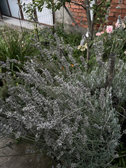 plants in the garden