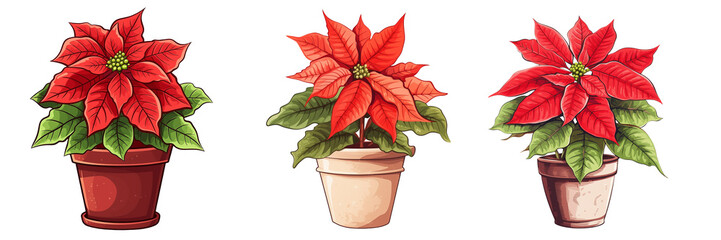 set of Poinsettia house plants in a pot png, in watercolor style with transparent background clipart illustration	
