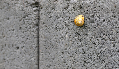 snail, snail on a block, © TomaszGwóźdźFoto