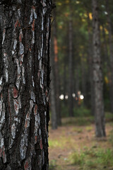 woodland and tree trunk background images