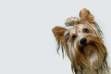 Portrait yorkshire puppy dog tilting head side. Isolated on white background