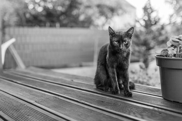 cat, animal, pet, kitten, cat on the terrace, cat at home © TomaszGwóźdźFoto