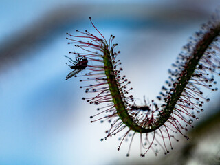 Die Klebetentakeln des Sonnentau