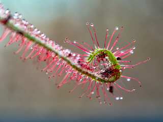 Die Klebetentakeln des Sonnentau