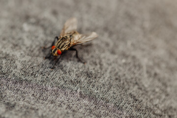 fly, macro fly, fly on pants,