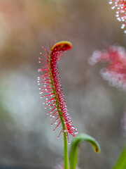 Die Klebetentakeln des Sonnentau