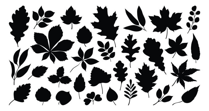 Set of silhouettes of various tree leaves, oak, maple, and chestnut. Simple, black monochrome autumn leaves collection. Flat vector illustration on a white background.