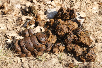 Natural fertilizer pile of horse manure on a rural pasture. Fresh and smelly horse manure  droppings with many flies on the animal farm