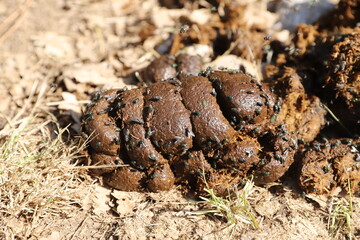 Natural fertilizer pile of horse manure on a rural pasture. Fresh and smelly horse manure  droppings with many flies on the animal farm