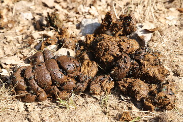 Natural fertilizer pile of horse manure on a rural pasture. Fresh and smelly horse manure  droppings with many flies on the animal farm