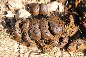 Natural fertilizer pile of horse manure on a rural pasture. Fresh and smelly horse manure  droppings with many flies on the animal farm