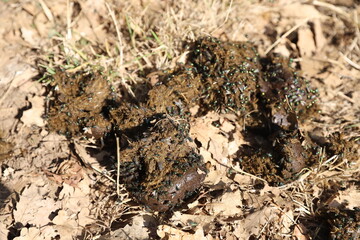 Natural fertilizer pile of horse manure on a rural pasture. Fresh and smelly horse manure  droppings with many flies on the animal farm