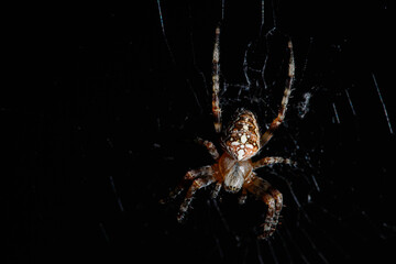 Cross spider, spiderling, little spider