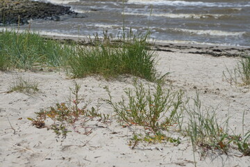 Nordsee, Naturschutzgebiet Knock