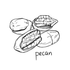 Pecan icons line art style. Hand drawn sketch for food menu, coloring, cards, souvenirs, package and logo design. Vector illustration isolated on a white background.