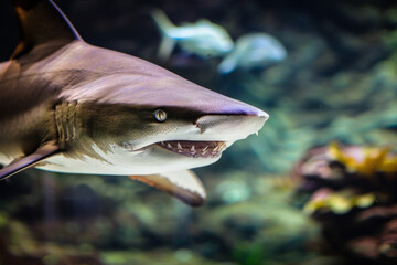 shark with open mouth