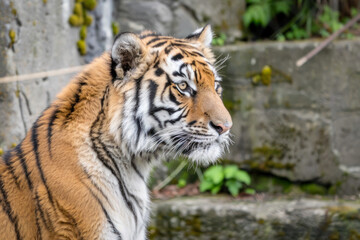 Fototapeta premium A closeup shot of a tiger standing in front of a stone wall