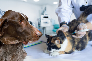 The concept of veterinary services for pets.