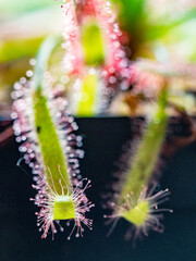 Die Klebetentakeln des Sonnentau