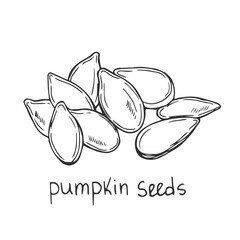 Nuts seeds linear concept. Hand drawn sketch of pumpkin seed with inscription. Graphic element for website. Healthy eating.