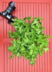 bunch of fresh frisée lettuce