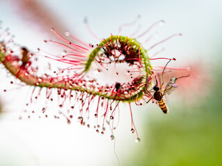 Insekten auf den Klebetentakeln des Sonnentau