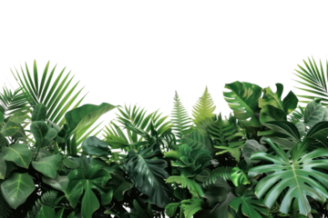 PNG  Lush tropical green foliage background