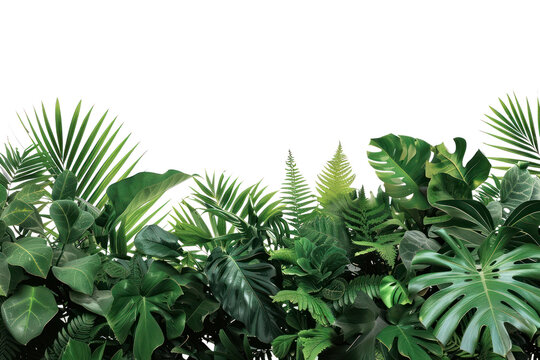 PNG  Lush tropical green foliage background