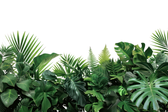 PNG  Lush tropical green foliage background