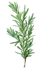 PNG Rosemary plant green herbs.