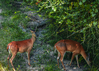 white tail deer family grazing under the shade of tree on green grass in meadow
