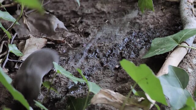 The North American least shrew (Cryptotis parva) looking for food in the forest.