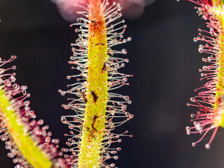 Die Klebetentakel des Sonnentau