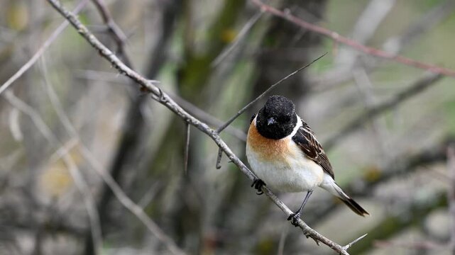 European stonechat - Saxicola rubicola male bird sits on a branch Slow motion