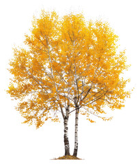 Fototapeta premium PNG Golden autumn birch tree isolated