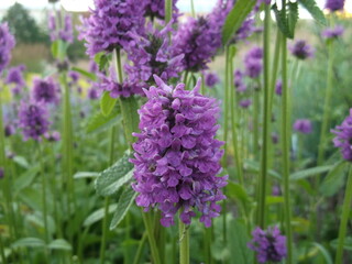 Dactylorhiza majalis in the flower bed