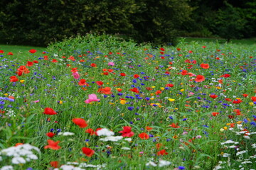 Blumenwiese, Frühling