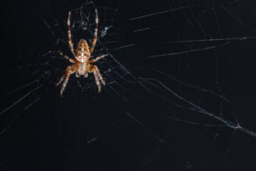 Cross spider, spiderling, little spider