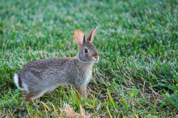 Eastern cottontail bunny in the grass in field