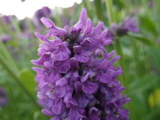 Dactylorhiza majalis in the flower bed